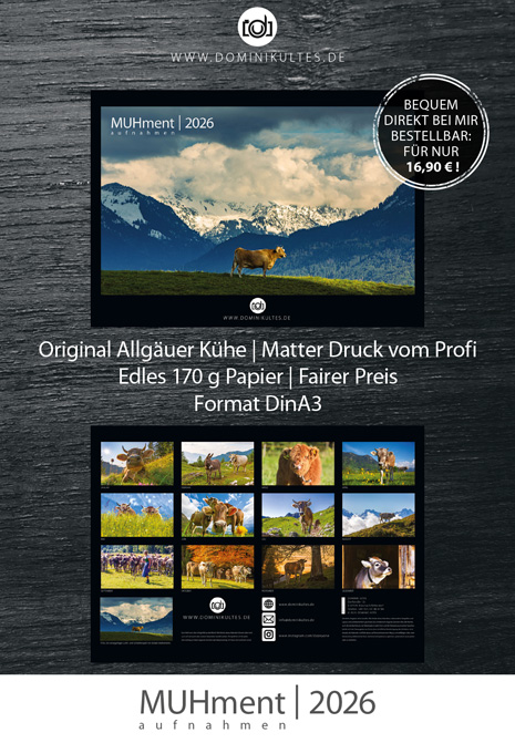 Allgäuer Kuh Kalender MUHment 2026 von Dominik Ultes